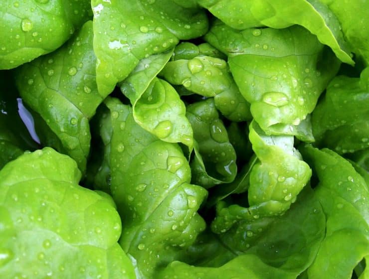 Les meilleures plantes à faire pousser pour composer des salades délicieuses et nutritives