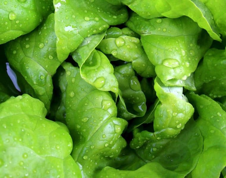 Les meilleures plantes à faire pousser pour composer des salades délicieuses et nutritives